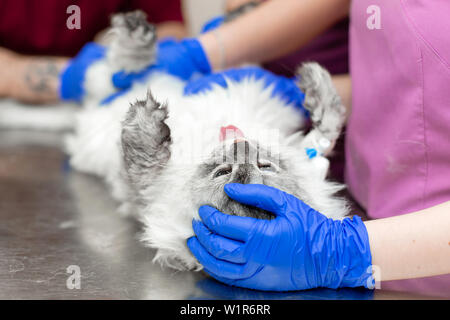 Große, graue Katze unter Narkose lag auf Metall Tisch in tierklinik vor. Stockfoto