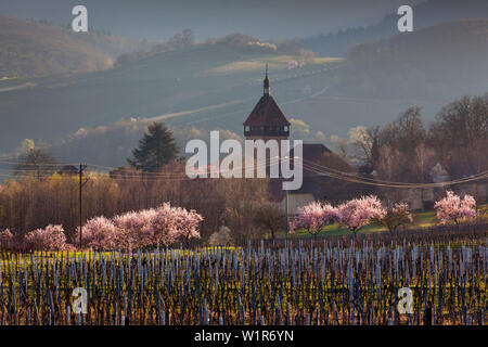 Mandelblüte am Geilweilerhof, Siebeldingen, Mandelbluetenweg, Deutsche Weinstraße (Deutsche Weinstraße), Pfalz, Rheinland-Pfalz, Deutschland Stockfoto