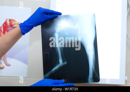 Tierarzt Arzt ansehen x-ray Image der Hund, der vom Sofa sprang und brach ein Bein. Stockfoto