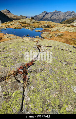 Rock Platte mit kleinen See, großer Moosstock und Durreck im Hintergrund, das Tal von Reinbachtal, Rieserfernergruppe, Südtirol, Italien Stockfoto