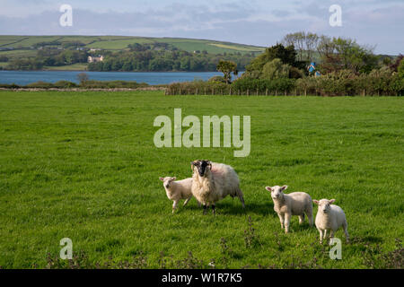 Ein Schaf mit drei Lämmer auf einer grünen Weide entlang Slea Head Drive mit dem Atlantik hinter aus gesehen beim Gehen die Dingle Way, Dingle, Dingl Stockfoto