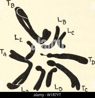 Archiv Bild von Seite 7 der zytologischen Untersuchungen von fünf Interspezifischen. Zytologische Untersuchungen von fünf interspezifische Hybriden von Crepis leontodontoides cytologicalstudi 65 aver Jahr: 1930 140 Universität von Kalifornien Publikationen in Agrarwissenschaften [Vol. 6 enees zwischen den leontodontoid.es Chromosomen sind nicht ersichtlich, insbesondere da die D-Chromosom verliert seine Satelliten in der Hybriden. Die D-Chromosom der tectorum behält seine Satelliten unverändert, aber in keinem Fall war ein Satelliten gefunden auf der leontodontoides Chromosom, ein Phänomen (amphiplastie) Das scheint charakteristisch für bestimmte sein Ich Stockfoto