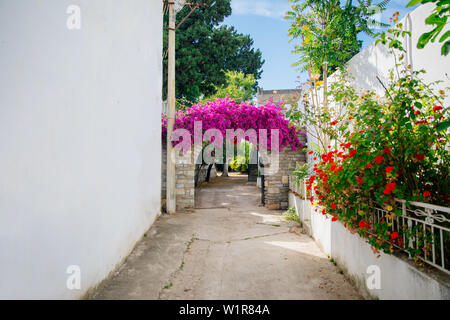 Die traditionellen weißen Häuser im Stil der Ägäis, Strand, Jachthafen und bunten Straßen mit Bougainvillea Blüten in Bodrum Stadt der Türkei. Urlaub in der Stadt Bodrum. Stockfoto