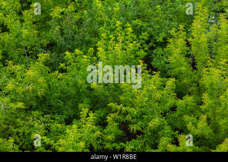 Nach oben Sommer grün Esche Wald feste laub muster Hintergrund bei Tageslicht Stockfoto