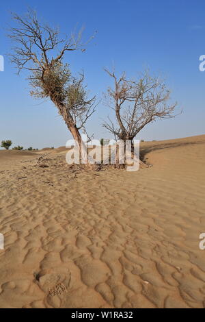 Paar der Euphratika-Bäume der Pappel in der Wüste. Keriya County-Xinjiang-China-0269 Stockfoto