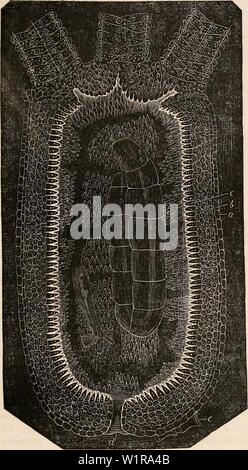 Archiv Bild von Seite 46 Der cyclopaedia von Anatomie und. Die cyclopaedia von Anatomie und Physiologie cyclopdiaofana 0401 Todd Jahr: 1847 rOLYPlFERA. 25 Abb. 29. Hydra fusca, die die Larve eines Insekts Gleichheit - tiaUy verdaut. o, grossen oberflächlichen Zellen der Körperdecke; Ich mus- Schicht, die Zellen sind sehr Minute, körnig, und gefärbt; c, villous Tunika; d, Anus; e, hohlen membranöse Verlängerung oder zu Fuss. (Nach Corda.) Wasser, jedoch, und damit auch für ein wenig Zeit, um ungestört zu bleiben, seine wahre Natur - ist offensichtlich, und eine Reihe von Die meisten Zinsen - ing Phänomene Stockfoto