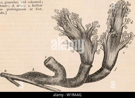Archiv Bild von Seite 46 Der cyclopaedia von Anatomie und. Die cyclopaedia von Anatomie und Physiologie cyclopdiaofana 0401 Todd Jahr: 1847 Hydra fusca, die die Larve eines Insekts Gleichheit - tiaUy verdaut. o, grossen oberflächlichen Zellen der Körperdecke; Ich mus- Schicht, die Zellen sind sehr Minute, körnig, und gefärbt; c, villous Tunika; d, Anus; e, hohlen membranöse Verlängerung oder zu Fuss. (Nach Corda.) Wasser, jedoch, und damit auch für ein wenig Zeit, um ungestört zu bleiben, seine wahre Natur - ist offensichtlich, und eine Reihe von Die meisten Zinsen - ing Phänomene stellen sich vor. Die mas Stockfoto