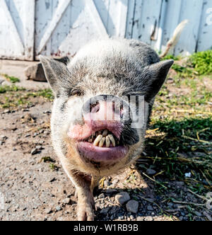 Eine Kunekune Schwein an Arthurs Morgen Animal Sanctuary Parksville New York USA Stockfoto