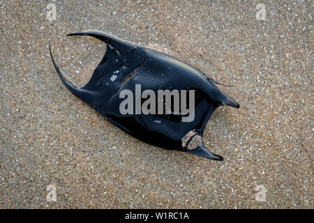 Eine meerjungfrau Geldbeutel, ein Ei für einen Strahl, befindet sich am Ufer in der Nähe der Promenade in Virginia Beach, Virginia, United States gewaschen. Stockfoto