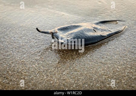 Eine meerjungfrau Geldbeutel, ein Ei für einen Strahl, befindet sich am Ufer in der Nähe der Promenade in Virginia Beach, Virginia, United States gewaschen. Stockfoto