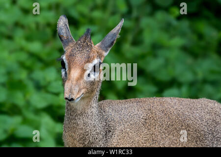 Kirk's Dik-dik (Madoqua Kirkii) Weiblich, kleine Antilopen beheimatet in Ostafrika Stockfoto