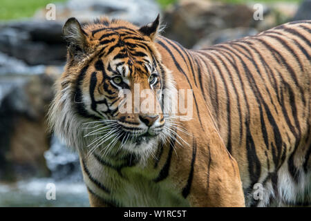 Sumatra-tiger (Panthera tigris sondaica) stehen im Stream, native auf der indonesischen Insel Sumatra, Indonesien Stockfoto