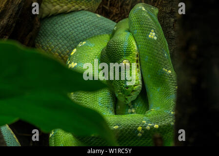 Green Tree python (Morelia viridis/Python viridis) eingerollt im Baum, beheimatet in Papua Neuguinea, Indonesien und Cape York Halbinsel in Australien Stockfoto