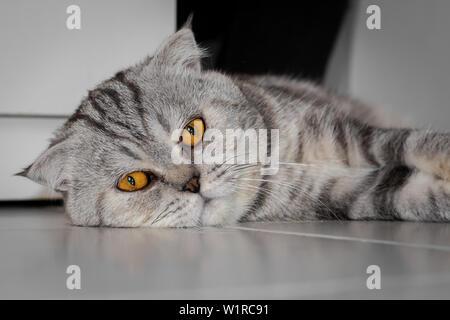 Scottish Fold Katze, die auf dem Boden kauerte. Katze lag auf dem Boden. Scottish Fold Katze suchen. Stockfoto