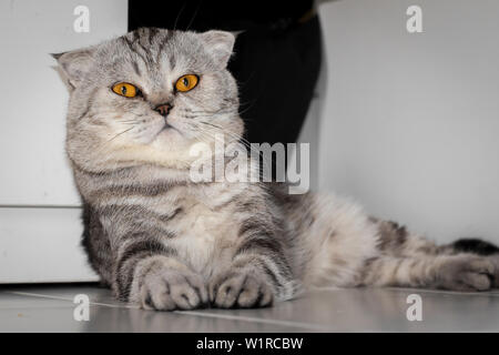 Scottish Fold Katze, die auf dem Boden kauerte. Katze lag auf dem Boden. Scottish Fold Katze suchen. Stockfoto