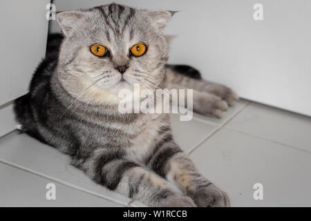 Scottish Fold Katze, die auf dem Boden kauerte. Katze lag auf dem Boden. Scottish Fold Katze suchen. Stockfoto