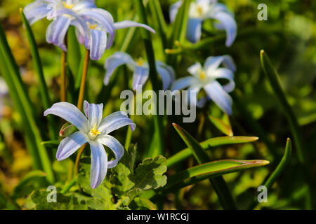 Chionodoxa forbesii blaue Riese oder Herrlichkeit der Schnee Frühling Blumen Stockfoto