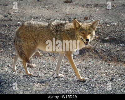 Einsamer Kojote (Canis Yogiebeer) Jagd im Death Valley National Park, USA. Stockfoto