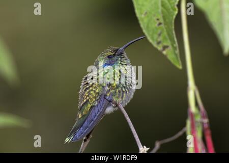 Kleine Veilchenohr, Colibri cyanotus, ehemals Grüne Veilchenohr Stockfoto