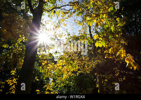 Sonnenlicht brechen obwohl Baumkronen Stockfoto