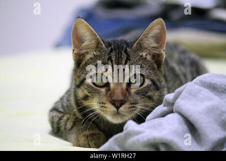 Eine Hauskatze baby Und die Aufzeichnungen über ihre Reaktionen. Sie sind Bilder mit Verschluss auf sein Gesicht und seine Ausdrucksformen. Viel Liebe. Stockfoto