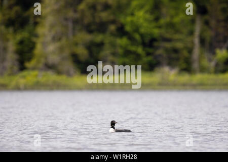 MAYNOOTH, ONTARIO, Kanada - 01. Juli 2019: Eine gemeinsame Eistaucher (Gavia Immer), Teil der Familie Gaviidae schwimmt in einem See in Ontario. (Ryan Carter) Stockfoto