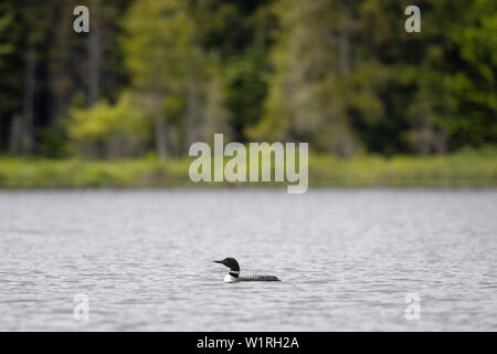 MAYNOOTH, ONTARIO, Kanada - 01. Juli 2019: Eine gemeinsame Eistaucher (Gavia Immer), Teil der Familie Gaviidae schwimmt in einem See in Ontario. (Ryan Carter) Stockfoto