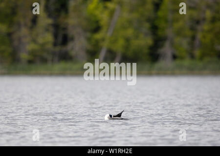 MAYNOOTH, ONTARIO, Kanada - 01. Juli 2019: Eine gemeinsame Eistaucher (Gavia Immer), Teil der Familie Gaviidae schwimmt in einem See in Ontario. (Ryan Carter) Stockfoto