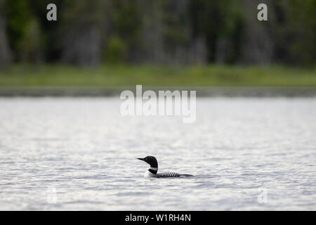 MAYNOOTH, ONTARIO, Kanada - 01. Juli 2019: Eine gemeinsame Eistaucher (Gavia Immer), Teil der Familie Gaviidae schwimmt in einem See in Ontario. (Ryan Carter) Stockfoto