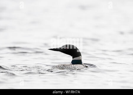 MAYNOOTH, ONTARIO, Kanada - 01. Juli 2019: Eine gemeinsame Eistaucher (Gavia Immer), Teil der Familie Gaviidae schwimmt in einem See in Ontario. (Ryan Carter) Stockfoto