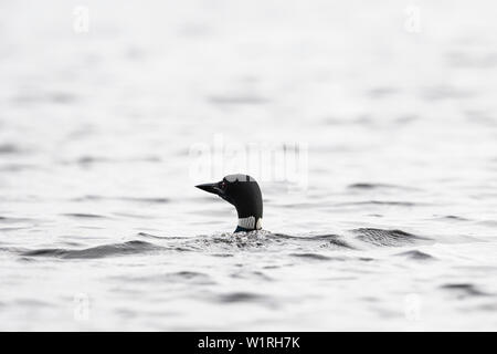 MAYNOOTH, ONTARIO, Kanada - 01. Juli 2019: Eine gemeinsame Eistaucher (Gavia Immer), Teil der Familie Gaviidae schwimmt in einem See in Ontario. (Ryan Carter) Stockfoto