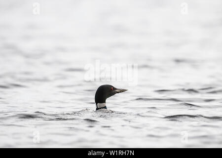 MAYNOOTH, ONTARIO, Kanada - 01. Juli 2019: Eine gemeinsame Eistaucher (Gavia Immer), Teil der Familie Gaviidae schwimmt in einem See in Ontario. (Ryan Carter) Stockfoto