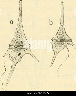 Archiv Bild ab Seite 65 von Das süsswasser - Plankton; Einführung in sterben. Das süsswasser - Plankton; Einführung in die freischwebende organismenwelt unserer Teiche, Flüsse und seebecken dasssswasserpl 00 Zach Jahr: 1911 56 X S) te (etelträger (lagcHatcn) beg tantoTi §. tiefungen öerfeen, fo ha Mann unterm 90 irofo bie Dberfläde gingeri) ut eine § § § u erbliilen meint. SSon biefem $ ein 5er geen ftet § mehrere I) ornä) nIice gugefpite Sortfäe au §, bie meift in ber SSiergal) üoranben finb. Wan-nnter (d) ein eibet SSorber grontaIt) ober orn unb Brei nbörner. SSon ie | teren ift'i) eine mittelfte ha größte unb ha Rechte Stockfoto