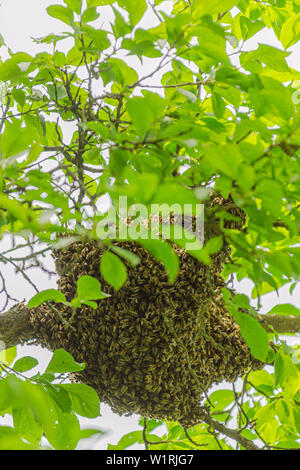 Schwarm von Honigbienen Aufhängen an einem Baum im Sommer Stockfoto