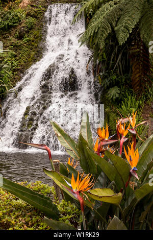 Strelitzie Pflanze, die in der Natur im Botanischen Garten. Kleinen See und einem Wasserfall im Hintergrund. Nordeste, Sao Miguel, Azoren, Po Stockfoto
