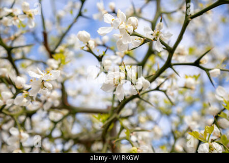 Blumen von Zitrusfrüchten dreiblättrige Baum mit grünen Blättern vor blauem Himmel im Garten. Poncirus dreiblättrige, Zitrusfrüchte dreiblättrige im Frühling Garten. Stockfoto