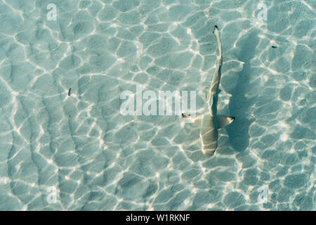 Baby Hai in flachen und transparenten Wasser in Malediven Inseln Stockfoto