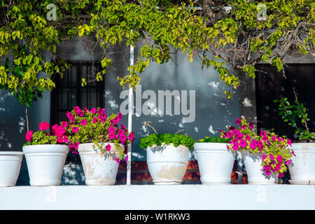 Bunte Blumen in Weiß Petunia Blumentopf in der Stadt Bodrum, Türkei. Im Stil der Ägäis Haus und Garten in der Stadt Bodrum Türkei Stockfoto