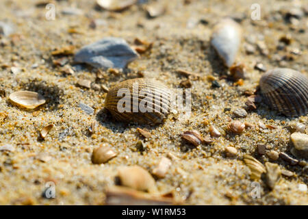 Muscheln am Sandstrand. Stockfoto
