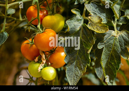 Kirsche Tomaten in einem Gewächshaus in Central Island Stockfoto