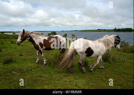 Wilden Ponys grasen unter den wilden Blumen von Bodmin Moor am Ufer des Colliford See in Cornwall, England. Stockfoto