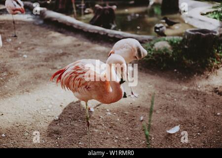 Nahaufnahme von wunderschönen rosa Flamingos in einem tropischen Park Stockfoto