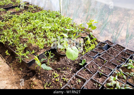 Pflanzen in einem Topf auf die hausgemachten Gewächshaus. Tomaten und Gurke Sprossen. Stockfoto