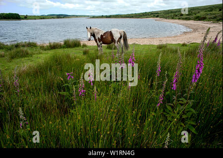 Wilden Ponys grasen unter den wilden Blumen von Bodmin Moor am Ufer des Colliford See in Cornwall, England. Stockfoto