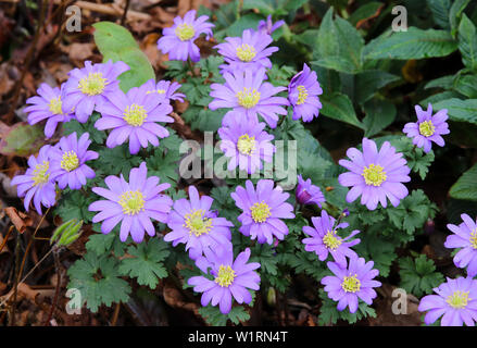 Anemone blanda, Schatten liebende Feder Glühlampe. Stockfoto