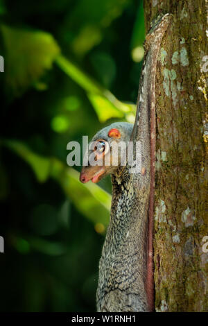 Sunda Flying Lemur - Galeopterus variegatus oder Sunda colugo Flying Lemur oder Malaiische oder Malaiische colugo, in Südostasien in Indonesien, T gefunden Stockfoto