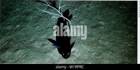 Archiv Bild von Seite 74 der Biodiversität in der Tiefsee und Ökosysteme. Biodiversität in der Tiefsee und Ökosysteme - ein Scoping Bericht über deren sozio-Wirtschaft, Management und Unternehmensführung. UNEP-WCMC Biodiversität Serie 28 deepseabiodivers 07 Vund Jahr: 2007 Glossar Morid Fisch im Carlos Ribeiro Schlammvulkan in den Golf von Cadiz, Ost Atlantik. Migration von Kohlendioxid bis in große Tiefen und langfristigen Speicherung. Veränderungen in der Biodiversität wäre daher ändern die Fähigkeit der Ozeane als Kohlenstoffsenke fungieren. Geisternetze: Geisternetze" ist die Bezeichnung für verlorene oder verlassenen Fischereiausrüstung (für die Untersuchung verwendet Stockfoto