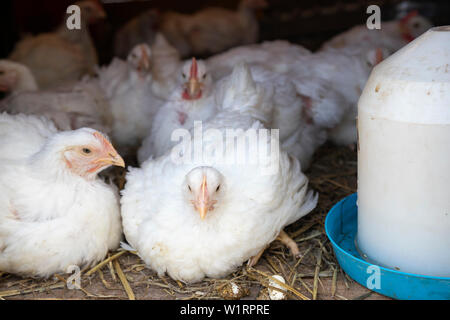 Weiße Masthühner in den Käfig auf Geflügelfarm. Fleisch Tiere Landwirtschaft. Stockfoto