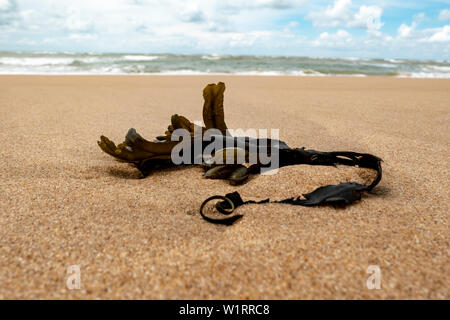 Holz auf der Atlantic Beach mit dem Meer im Hintergrund Stockfoto