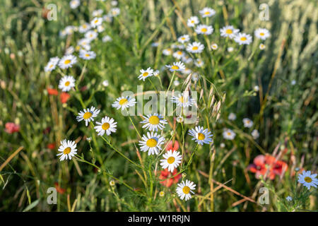 Helle gänseblümchen Blüte im Sommer Garten Nahaufnahme Stockfoto